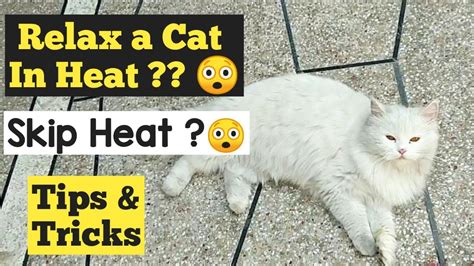 How to Calm a Cat in heat | How to deal with a cat in heat | Stop Cat from heat | Urdu/hindi ...