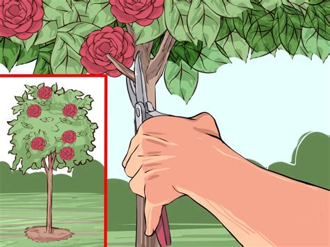 The Best and Most Effective Guide for Pruning Camellias - Organize With Sandy