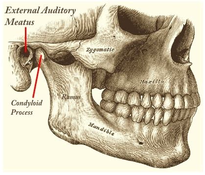 External Acoustic Meatus – Definition, Location, Function, Anatomy, Pain and Pictures - Bodterms