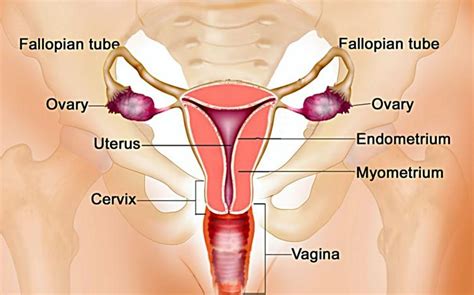 7 Gangguan Kesehatan Pada Organ Reproduksi Wanita - K-Link Indonesia