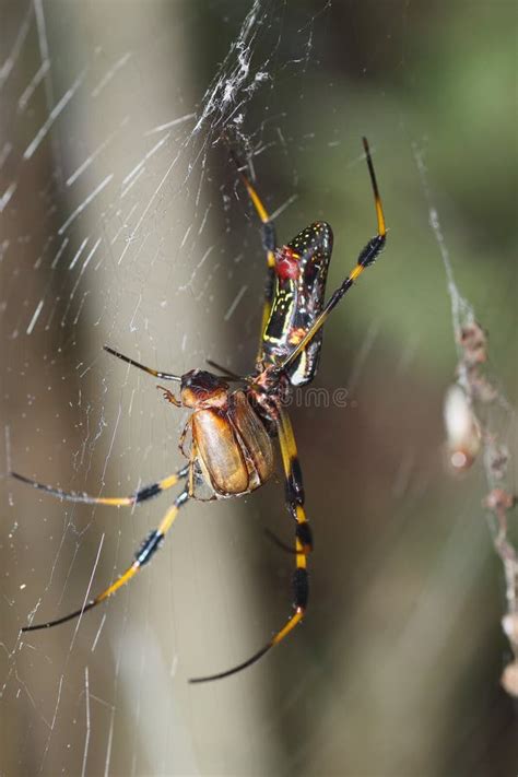 Golden silk orb-weaver stock image. Image of nephila - 19928213