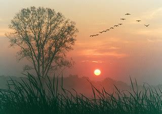 Autumn dawn | Restless geese take flight at dawn. More on my… | Flickr