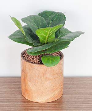 Desk plants Bàng Sing chậu gỗ Bonsai