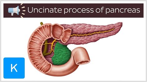 Uncinate process of pancreas | Anatomical Terms Pronunciation by Kenhub - YouTube