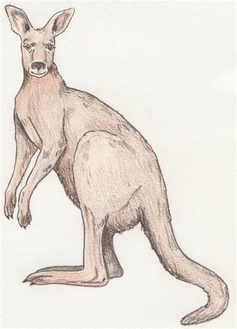 Kangaroo Drawing at GetDrawings | Free download