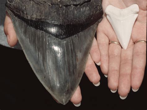 Six-inch long teeth of ancient Megalodon shark found on North Carolina beach | The Independent