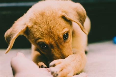 Golden Retriever Puppy · Free Stock Photo