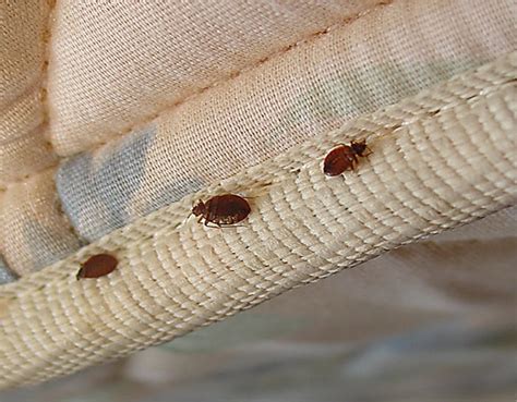 Bed bugs. What kind of pests they are and how to get rid of bed bugs quickly?