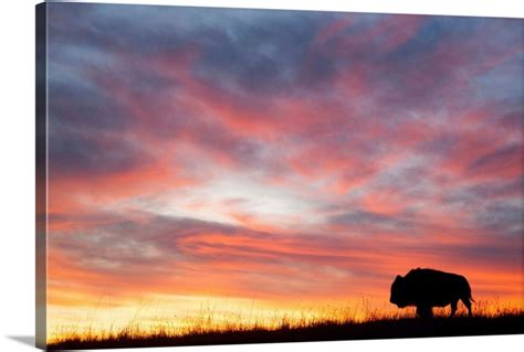 A silhouette of a herd of bison | Great Big Canvas