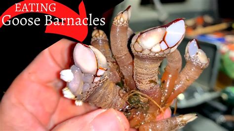 EATING BARNACLES ~ Gooseneck Barnacle "Catch" and Cook ~ Oregon Coast Foraging - YouTube