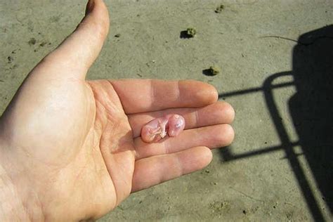 ˚A newborn Kangaroo is about 1 inch in length | Itsy~Bitsy Treasures | Pinterest | Kangaroos ...