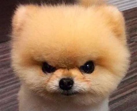 Cute Angry Dog