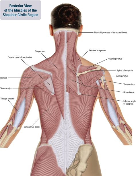 Muscles Of Shoulder Arm (posterior View) Diagram Quizlet | eduaspirant.com