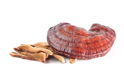 Reishi Mushroom Grow Kit - Blue Grass Nursery, Sod and Garden Centre: Calgary, Edmonton and Red ...