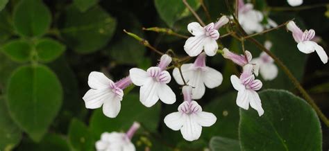 Streptocarpus pallidiflorus | Gesneriad Reference Web