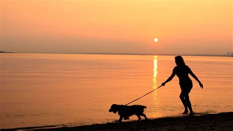 Walks With Your Dog in Prestatyn | Near The Beaches Hotel & Spa