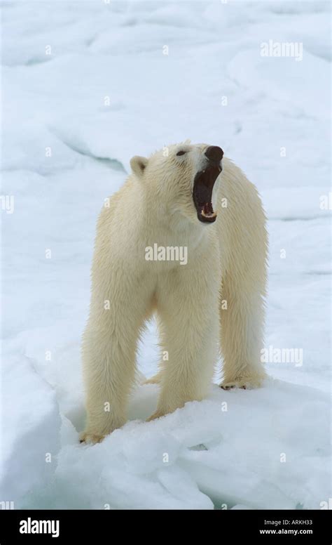 polar bear - growling / Ursus maritimus Stock Photo - Alamy