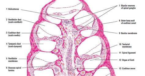 Histology drawings for students