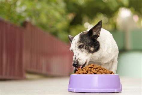 5 Best Dry Dog Food - Dogtime