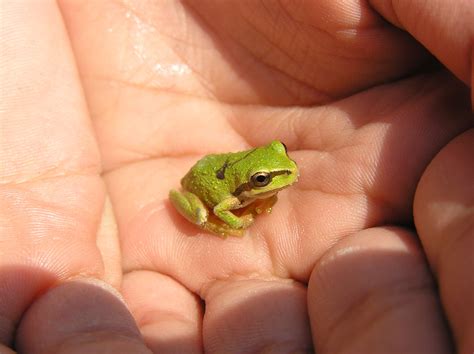 Small Cute Pet Frogs - art-whatup