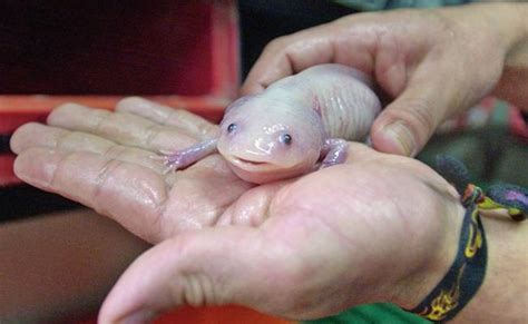 Axolotl, key to tissue regeneration