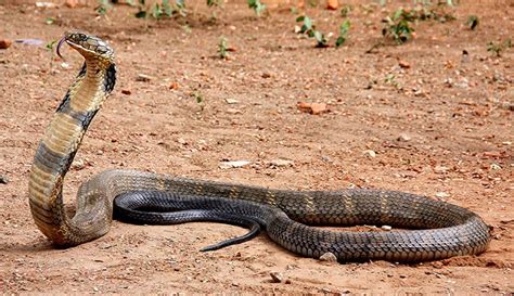 What is the biggest snake in the world? | Natural History Museum