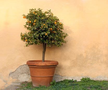 Best fruit trees to grow in pots: 9 options for containers | Homes ...