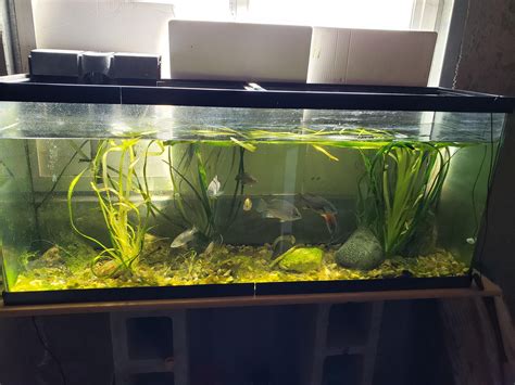 New to fish keeping. Is this overstocked? Ask fish are yellow sunfish ...