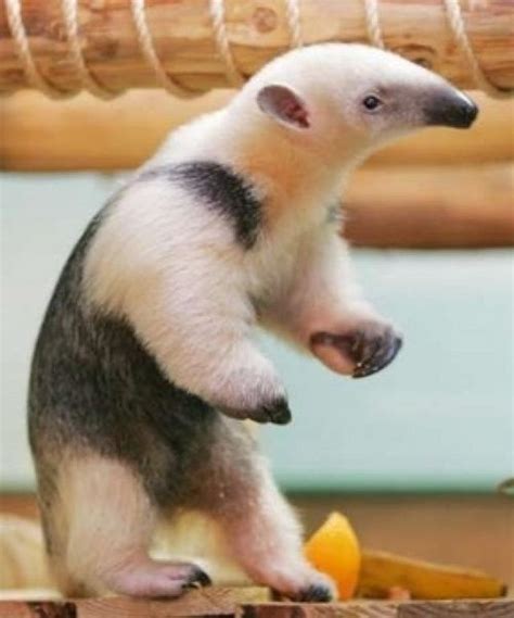 Baby Pet Anteater | Unusual animals, Animals beautiful, Cute animals