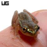 Starry Night Reed Frog - Underground Reptiles