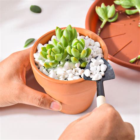 Propagate Succulents from Stem Cuttings – Thenextgardener