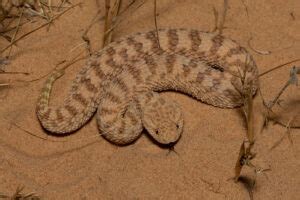 Sahara Sand Viper Facts, Description, Diet, and Pictures