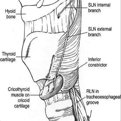 Course and branches of recurrent laryngeal nerves (RLN) and superior... | Download Scientific ...