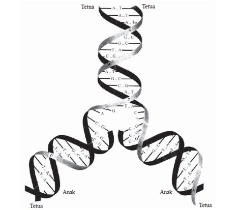 Pengertian Genetika, Gen, Kromosom, Kode Genetik, Struktur Kimia Materi Genetik dan Mekanisme ...
