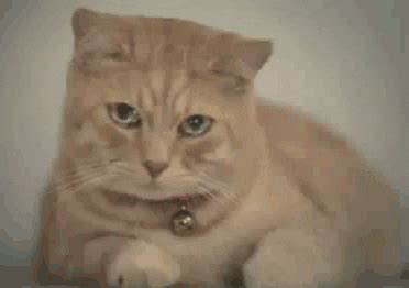 Tears Of A Cat GIFs - Get the best GIF on GIPHY