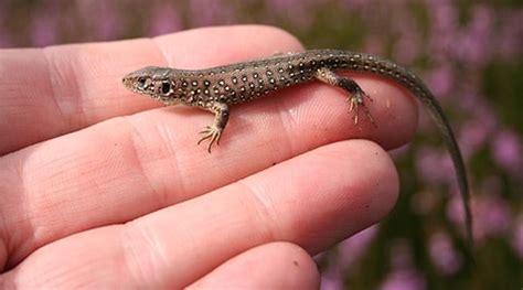 Sand Lizard Conservation at Marwell Zoo