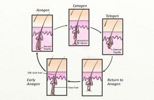 Vellus Hair to Terminal Hair – Hair Growth Cycle Guide - Hairguard