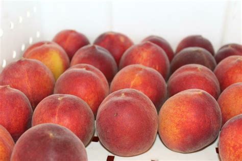 Peaches Yellow Freestone Organic/lb