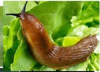 meaning - How to understand "slug" as part of a web URL? - English Language Learners Stack Exchange