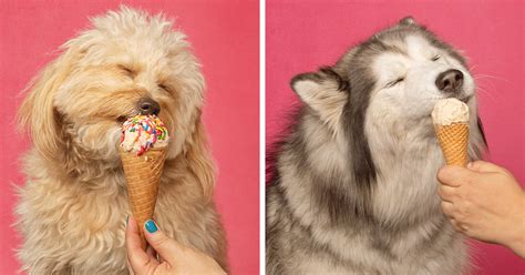 Dogs are Eating Ice Cream Cones And These Pictures Might Melt Your ...