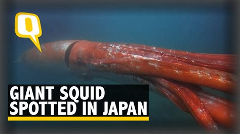 Giant Squid Spotted in Japan Coast - YouTube