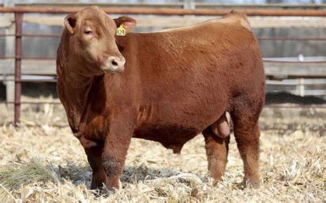 Batterson Red Angus, Bloomfield, IA – Red Angus cattle breeders Iowa ...