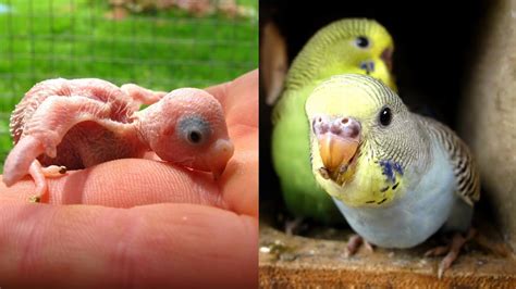 Parakeet Budgie Baby