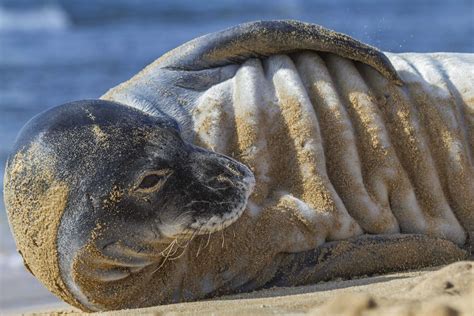 Monk Seals | Hawaiian Marine Life