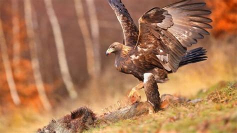 What Eats Eagles? (A Closer Look At Eagle Predators)