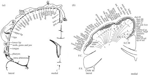 Somatotopy maps of humans (a) (adopted from fig. 17 of [19]) and ...