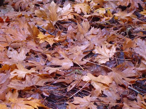 Image of autumn leaves background | CreepyHalloweenImages