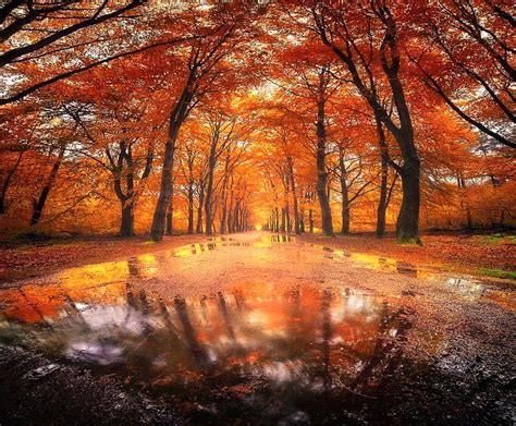 Evergreen Tree & Stop Sign, stop sign, puddle, puddles, colors, traffic ...