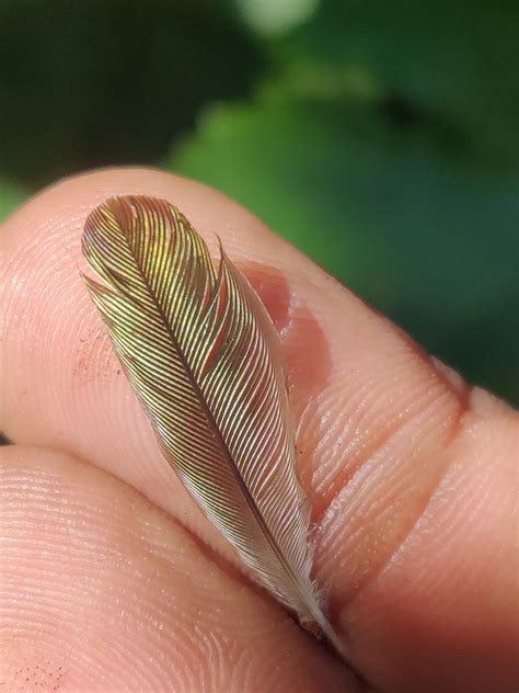 🔥 I stumbled across this hummingbird feather. Maybe a sign of good luck. ( OP Repost ...