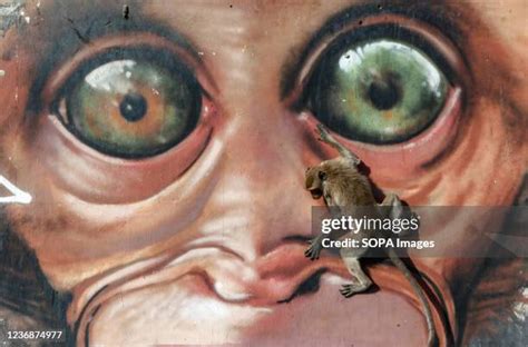 Graffiti Monkey Photos and Premium High Res Pictures - Getty Images